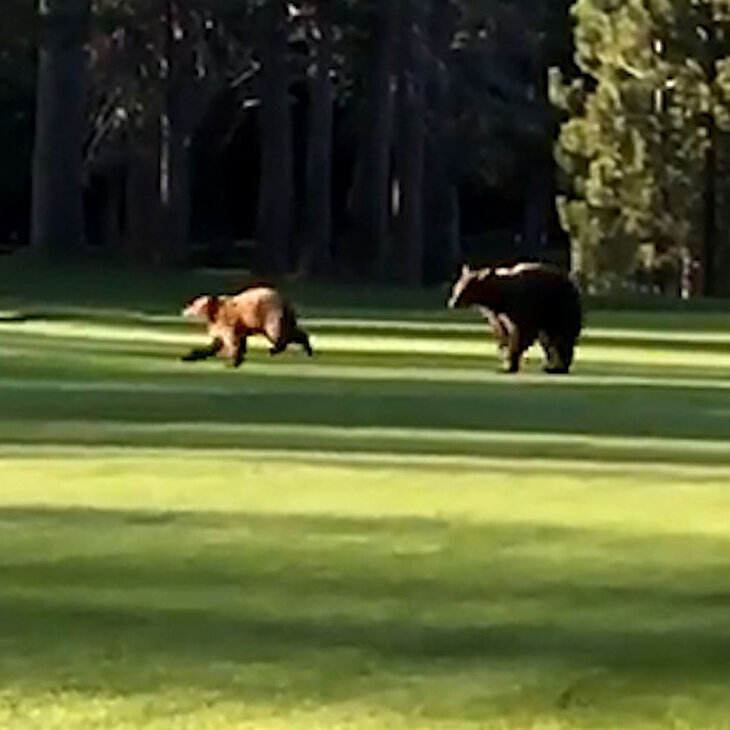 Golf sahasında Pazar gezintisi yapan ayı ailesi