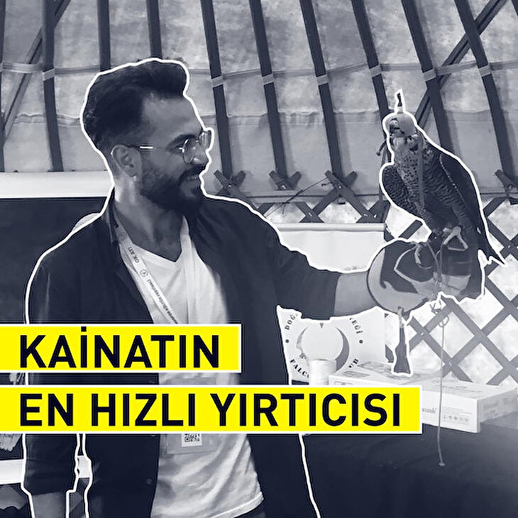 Kainatın en hızlı yırtıcısı: Gökdoğan