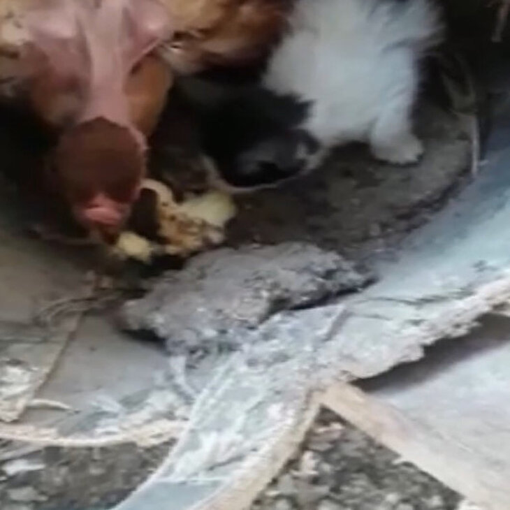 Yavru kediyi sahiplenen tavuk görenleri şaşırttı