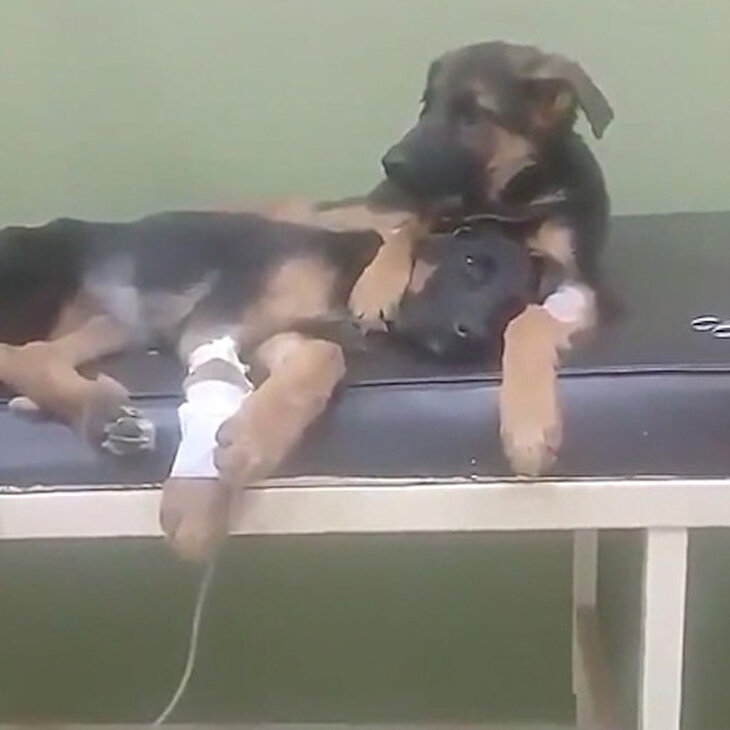 Ameliyat olan kardeşini yalnız bırakmayan sevimli köpek
