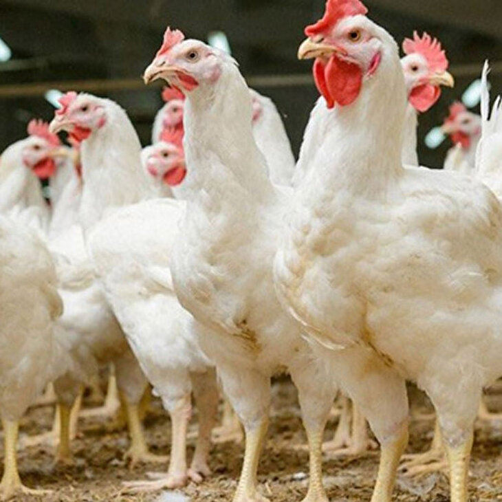 Bir dönemin korkulu rüyası: Kuş gribi