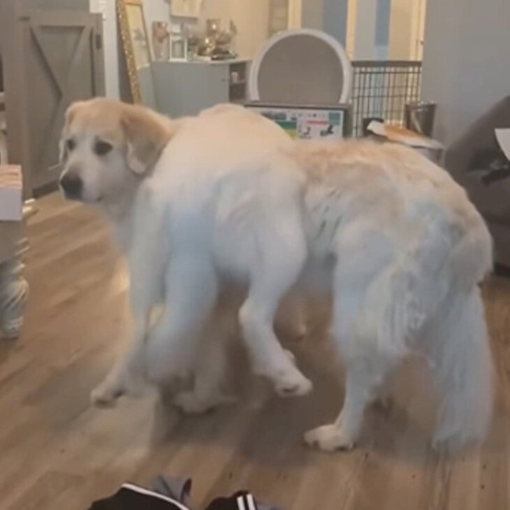Gereksiz güç gösterisi sonrası sevimli köpeklerin gülümseten görüntüleri