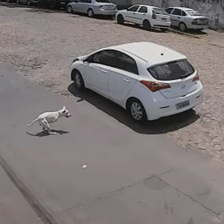 Ön ayakları olmayan köpeğini sokağa terk eden vicdansız sahip