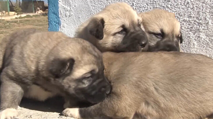 Kangal köpekleri için 7 milyon liralık tesis