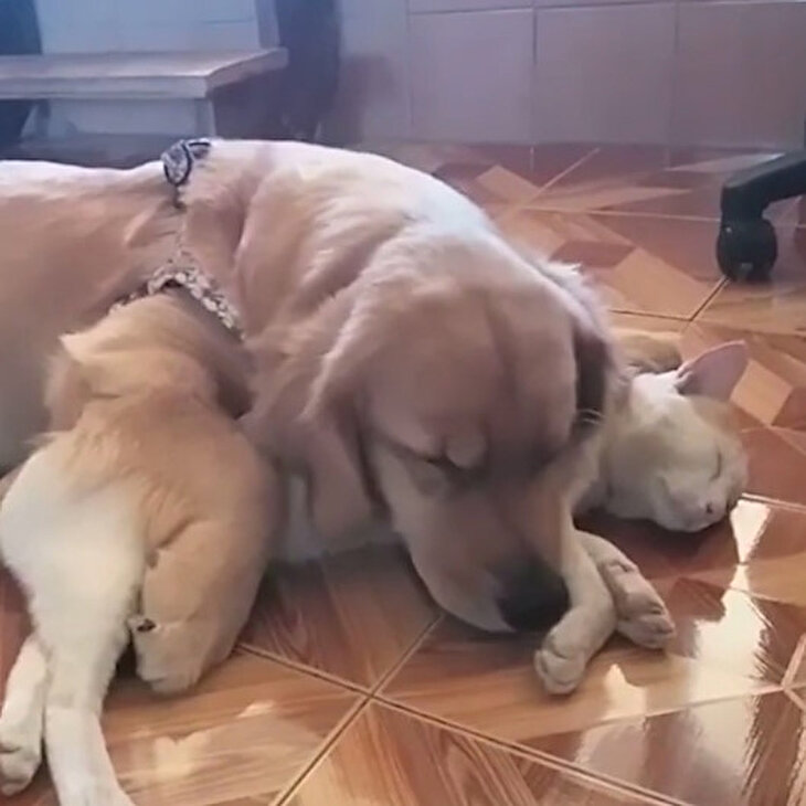 Kedi ile köpeğin içinizi ısıtacak dostluğu