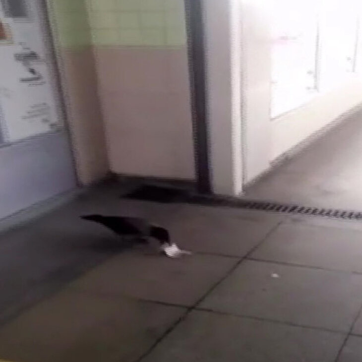 Marmaray'a dadanan hırsız karga akbil parasını kaptı