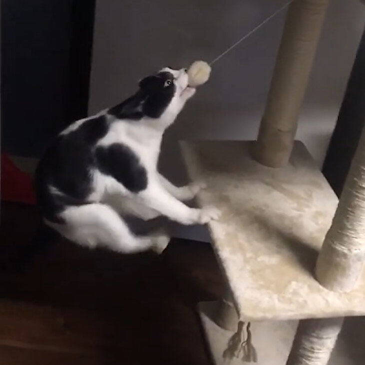 Kendini 'pitbull' zanneden kedi