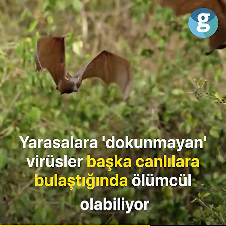 Yarasaların salgın hastalıklardaki rolü ne?