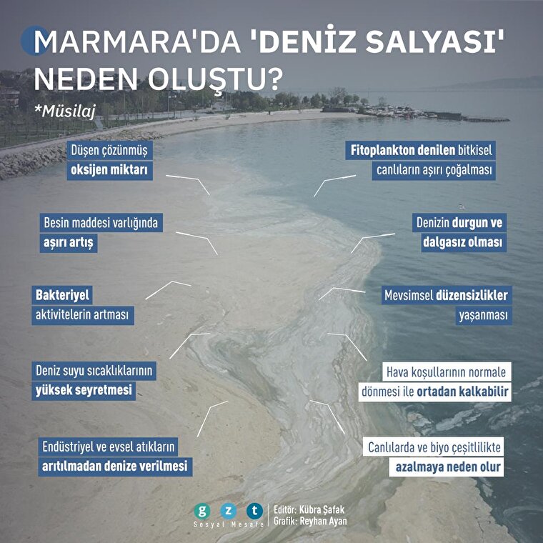 Marmara Denizi'ndeki 'deniz salyası' nedir, neden oldu?