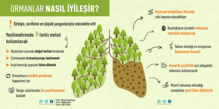 Ormanlarımız nasıl iyileşecek?