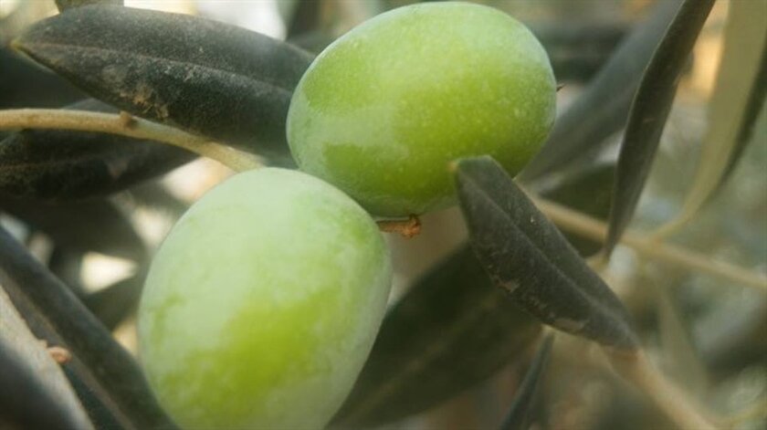 Kuran-ı Kerimde övülen besin: Zeytin