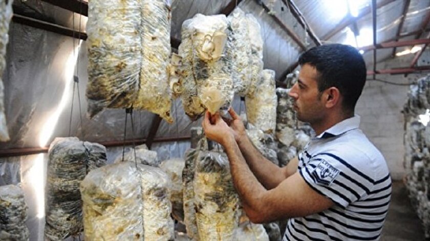 Pamuk Icerisinde 100 Ton Mantar Uretiyor