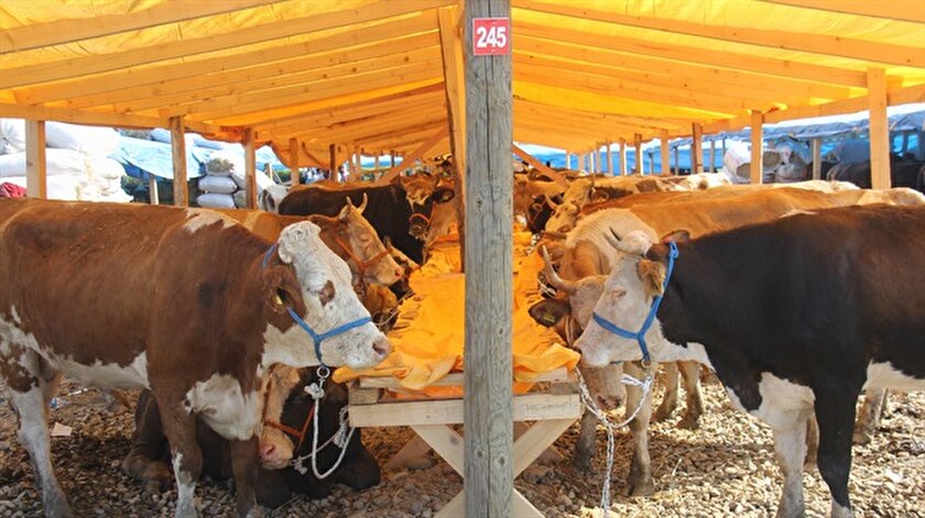 rize de kurban fiyatlari fiyatlar cep yakacak yeni safak