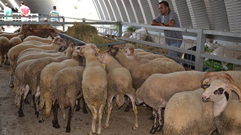 7 yaş öncesi çocuğa kurban kesimini göstermek sakıncalı