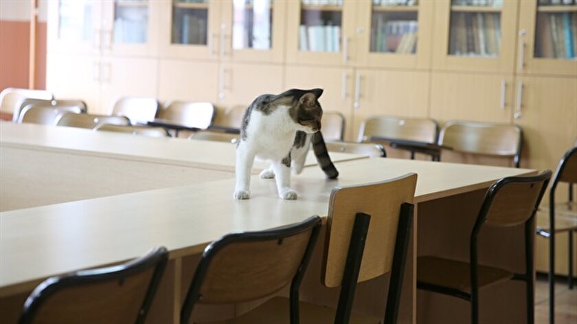 Universiteli Kediler