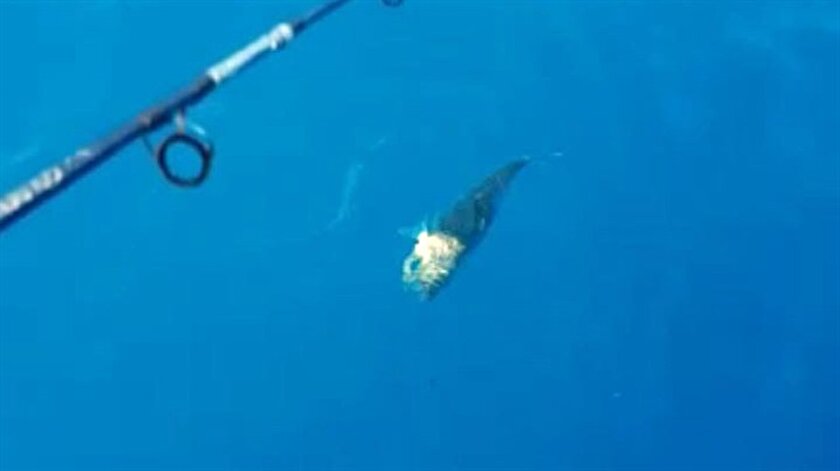 akdeniz de balon baligi kabusu yeni safak