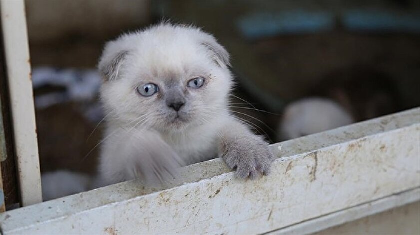 yeni safak