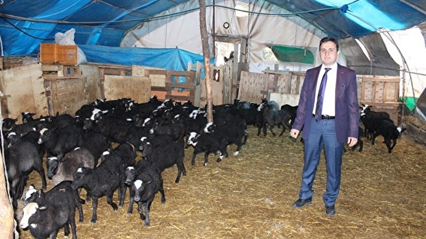 Kuzu Fabrikasi Gibi Koyunlar