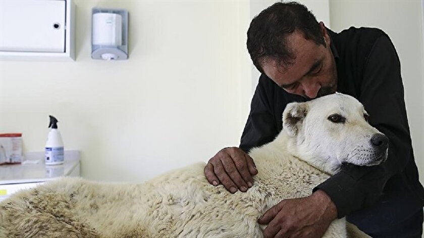 Pazar Arabasiyla Yuruyen Kopek Tedavi Edilecek