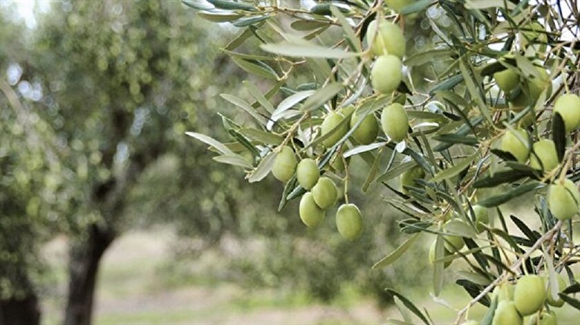 Zeytinlikler için Koruma Kurulu kurulacak