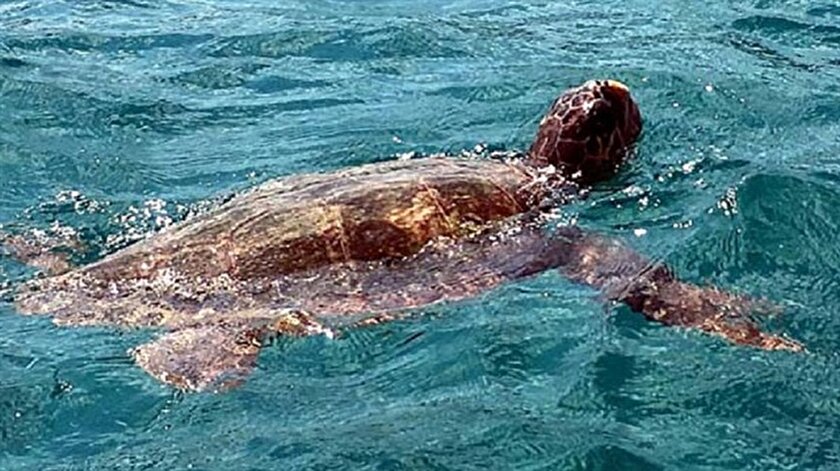400 kilo caretta caretta olduruyordu
