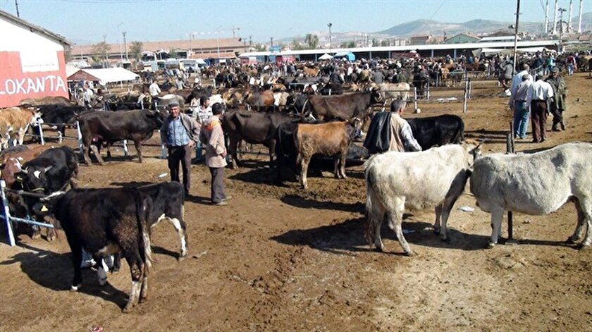 Kanun gereği de damızlık vasıflı dişi hayvanların hem kurban olarak hem de diğer dönemlerinde kesilmesi kesinlikle yasak. Bu uygulama ile pazara getirilen büyükbaş hayvanlara anında gebelik testleri yapılacak. Böylece artık üreticilerin hayvan alım ve satımlarında yaşadığı tereddütler de ortadan kalkacak.