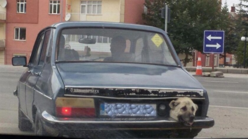 Stop lambası yerine köpek kafası