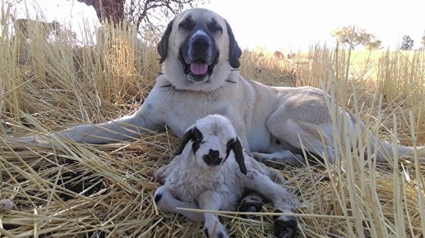 erzincan haber erzincan da kangal kopeginden vefa ornegi yeni safak