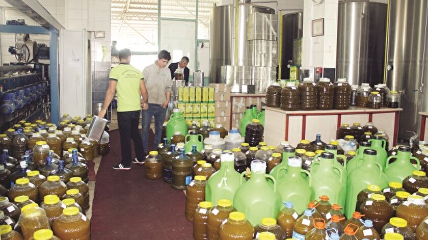 Antalya Da 70 Bin Ton Zeytin Uretildi Zeytinyagi Fiyatlari Ne Kadar