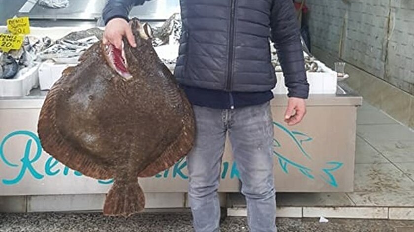 kalkan baliginin fiyati ne kadar yeni safak