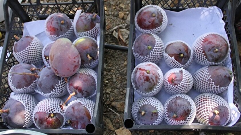 alanya da mango hasadi basladi yeni safak