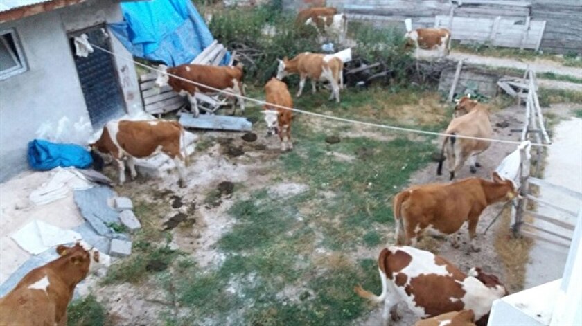 Piyasa değeri yaklaşık 120 bin lira olan 9 adet inek çalındı.