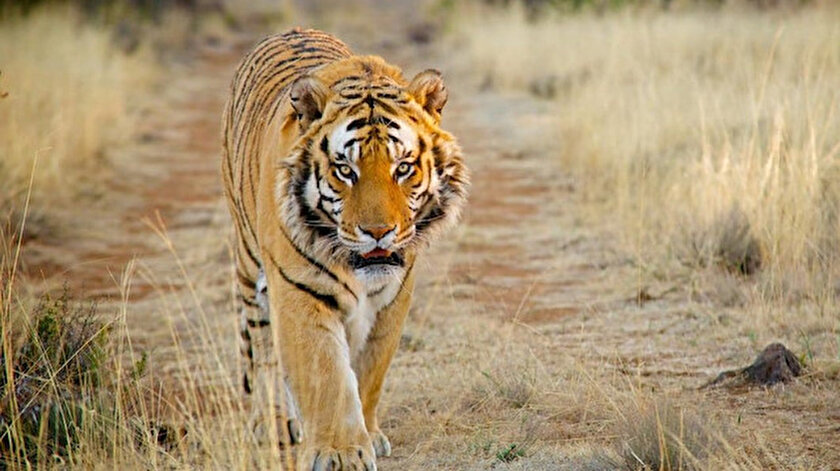 Insan Yiyen Disi Kaplan Oldu