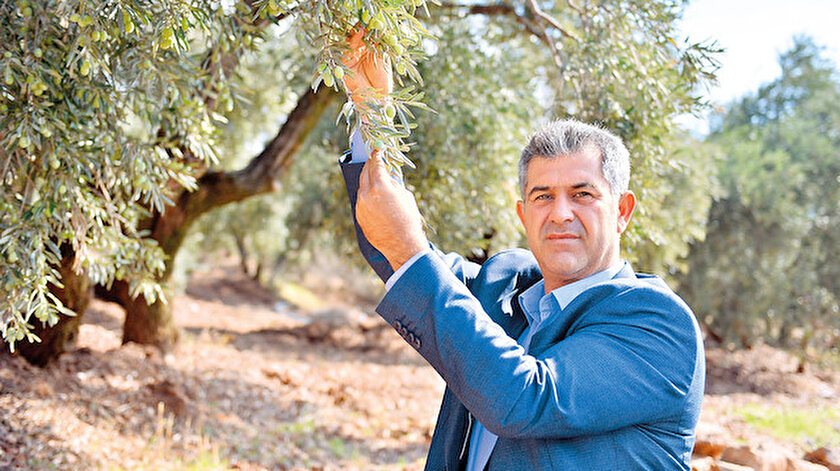 Afrin zeytini
dünyaya açılıyor
