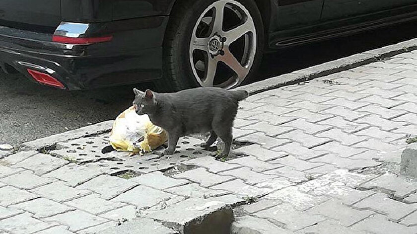Istanbul Sultangazi Yi Tedirgin Eden Olay Buyu Icin Kesildiginden Supheleniyoruz