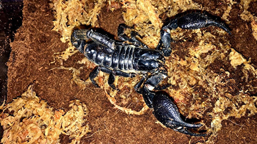 istanbul da internet uzerinden akrep satisi yeni safak istanbul da internet uzerinden akrep satisi yeni safak