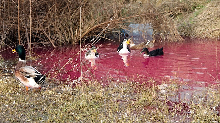 Kırmızı su ile dolan alanda yüzen ördekler de kırmızı renge boyandılar.