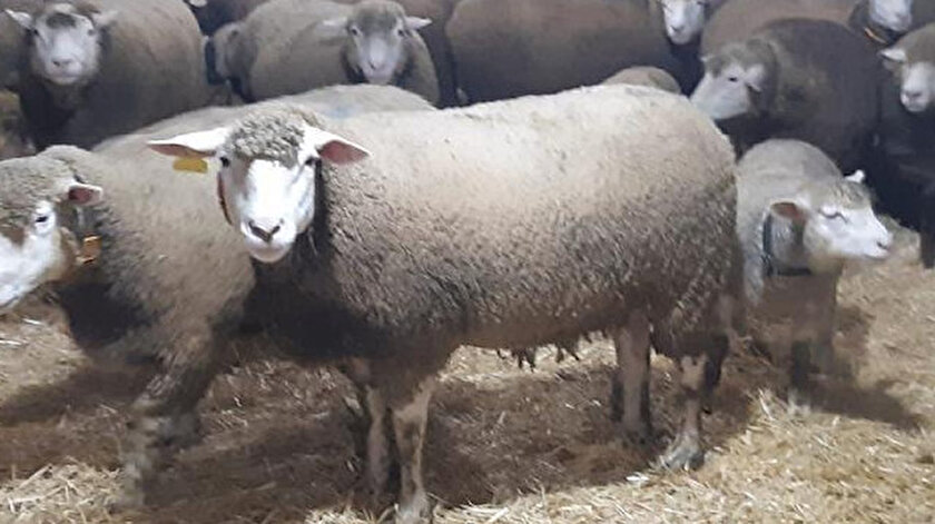 ile de france kuzulari ne kadar kuzu fiyatlari ne kadar yeni safak