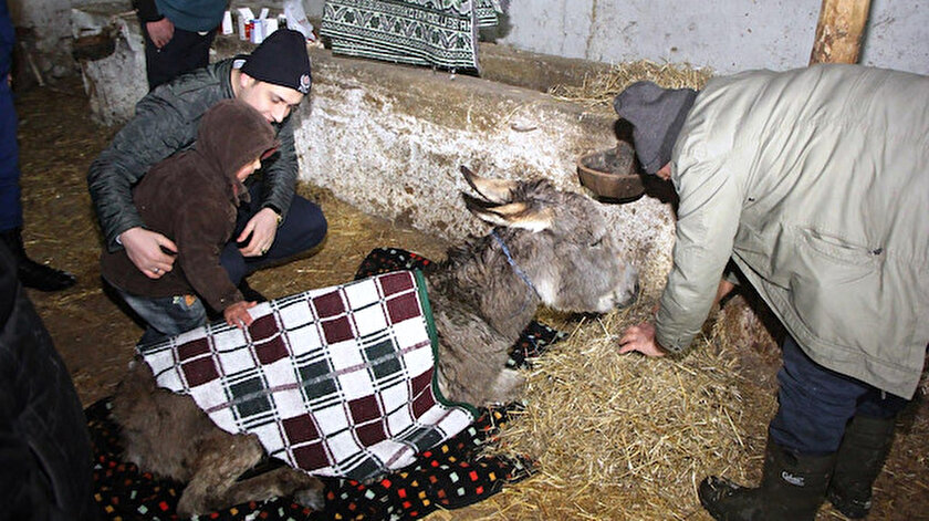 Yaralı eşek, veteriner tarafından tedavi edildi.