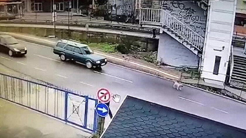 Bartın'da karşısına çıkan küçük sokak köpeğini ezen sürücü yakalandı.