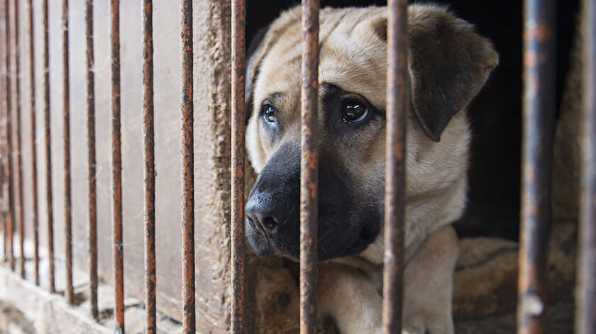 barinakta yer yok gerekcesiyle yuzlerce koke gizlice olduruldu yeni safak