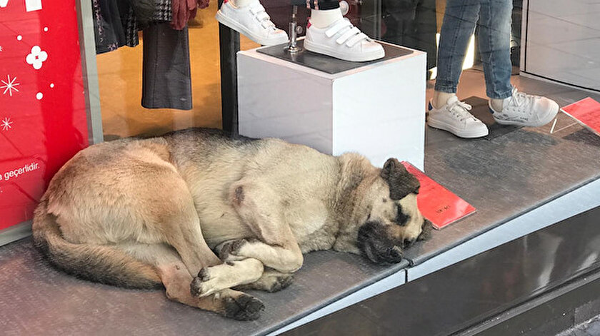 Mağazanın vitrininde uyuyan köpek ilgi odağı oldu