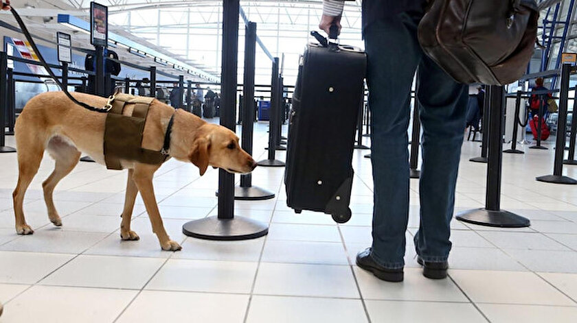 Nakit dedektör köpekler iş başında.