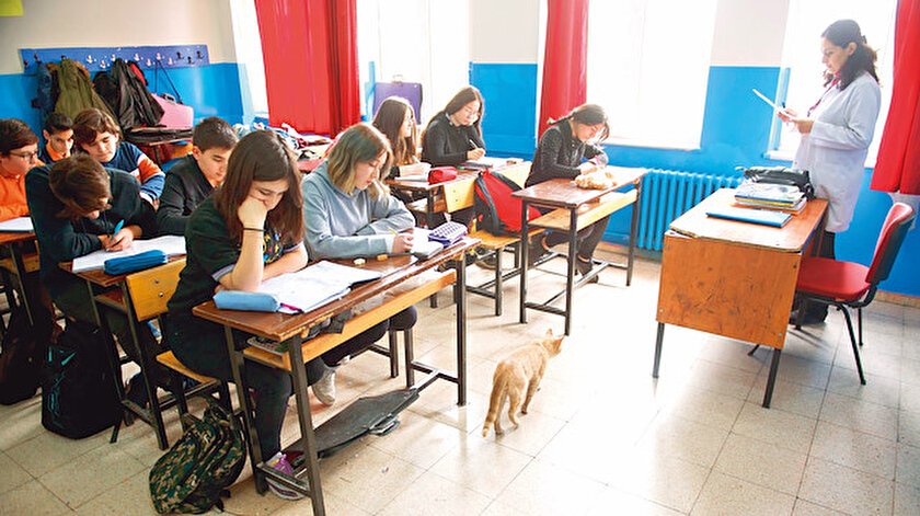 Bu kedinin 623 sahibi var