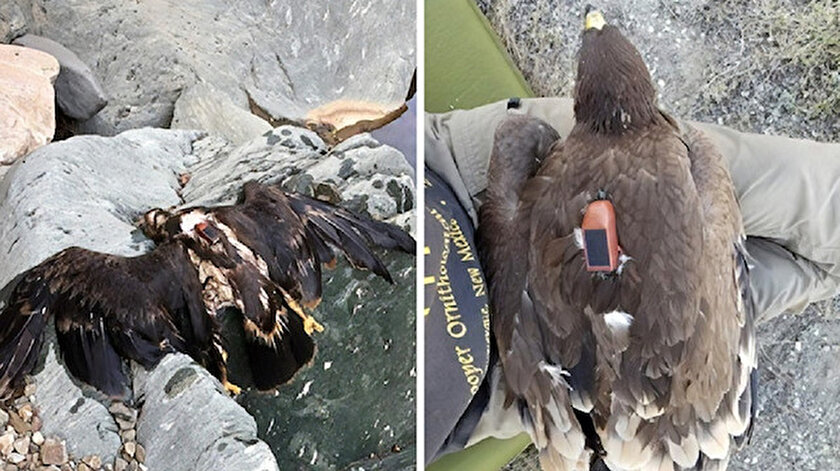 gps takılan kartal Gps Takilan Kartalin 20 Yillik Yol Haritasi Cikarildi gps takılan kartal