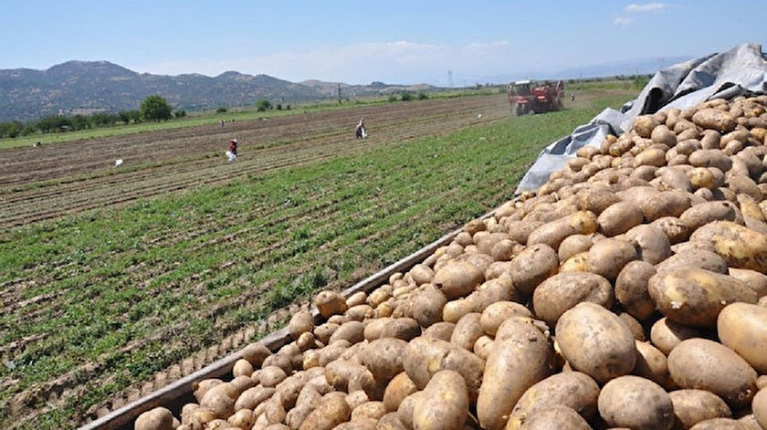Patates hasadı
