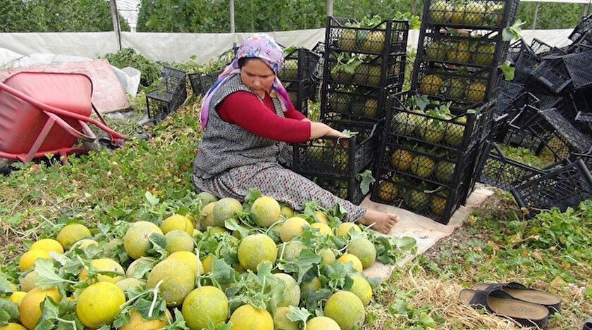Turkiye Nin Ilk Kavun Hasadi Mersin De Basladi Kavun Fiyati Ne Kadar