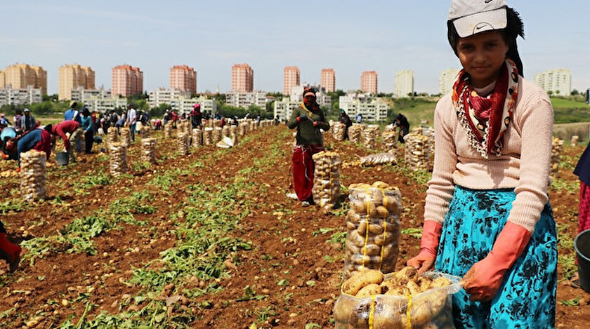 adana da patates hasadi basladi patates fiyatlari ne kadar yeni safak