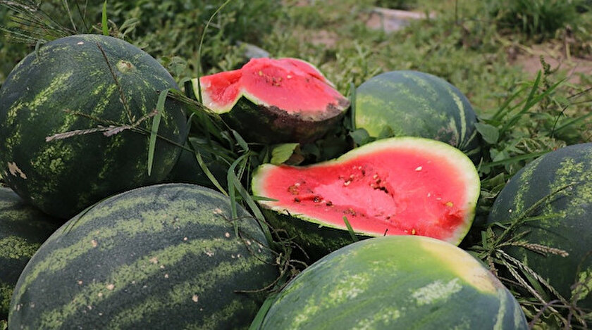 Adana’da erkenci karpuz hasadı başladı.
