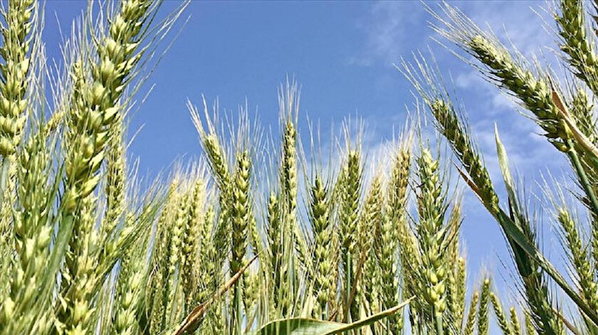 Bahri Dağdaş Uluslararası Tarımsal Araştırma Enstitüsü'nde geliştirilen Taner isimli buğday